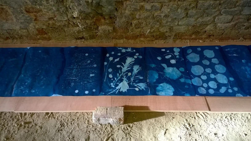 cyan, plantes, exposition solaire, photo alternative, Lysiane Bourdon,